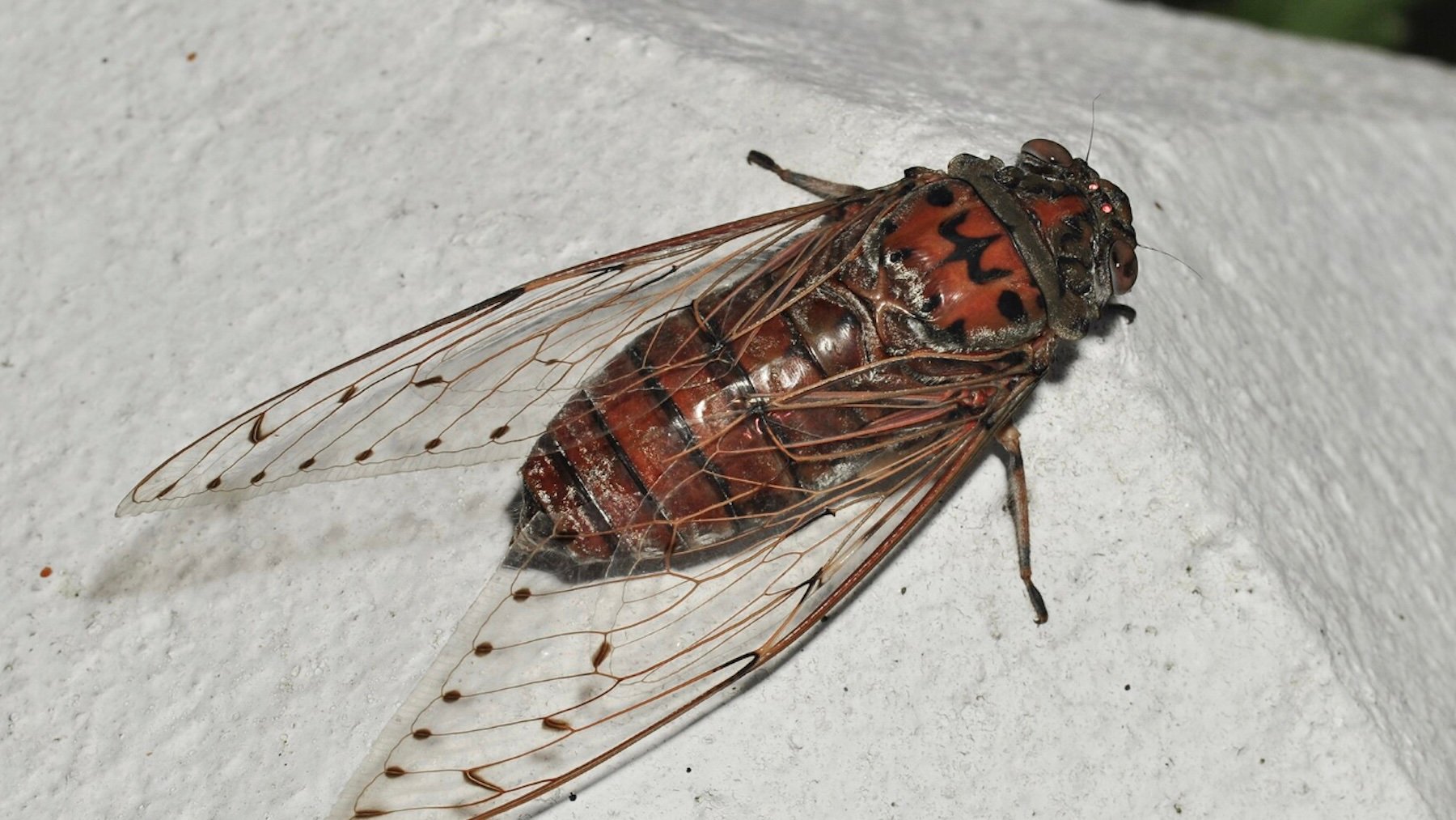 Parece un vulgar insecto, pero los científicos se centran en sus alas ...