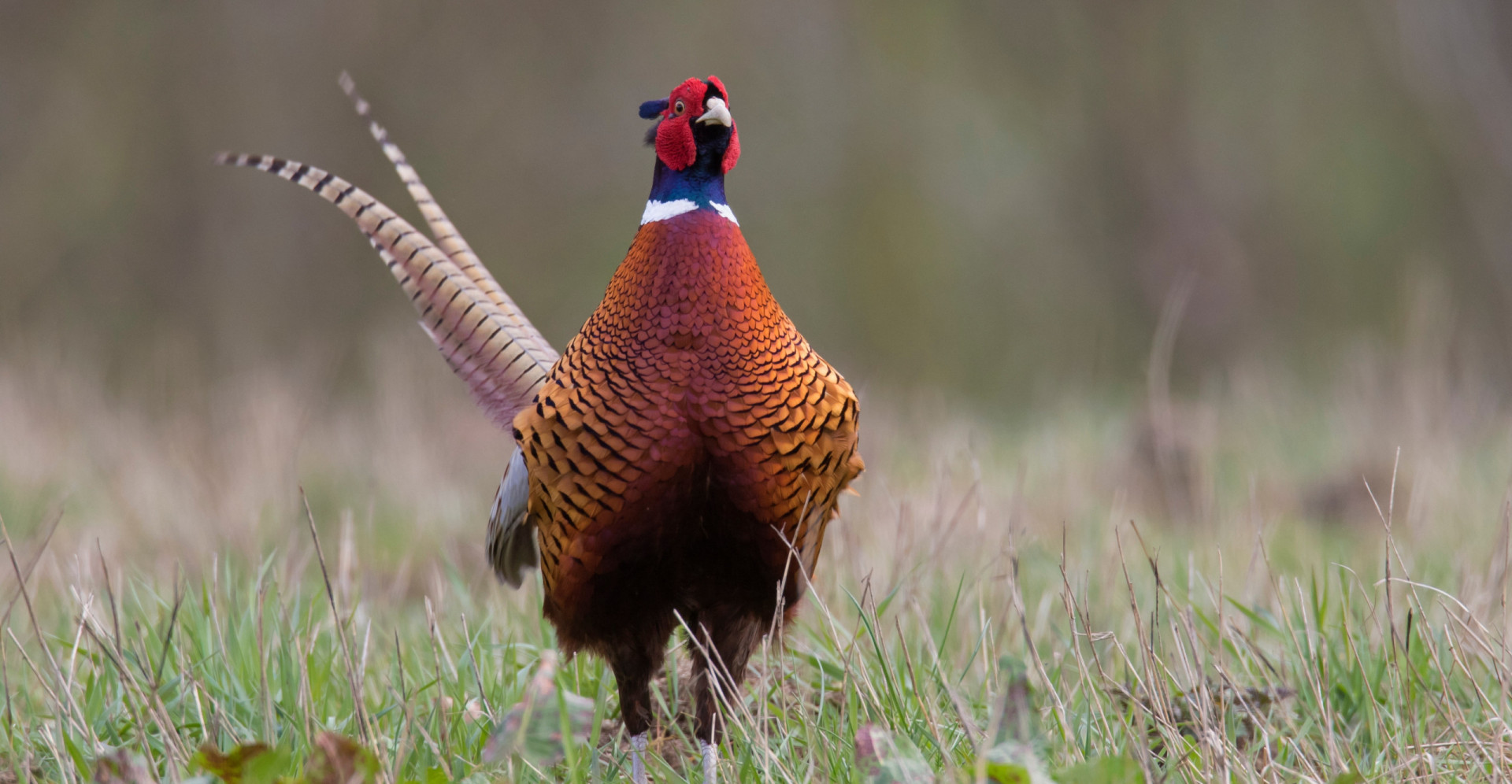 These are the state birds of the USA