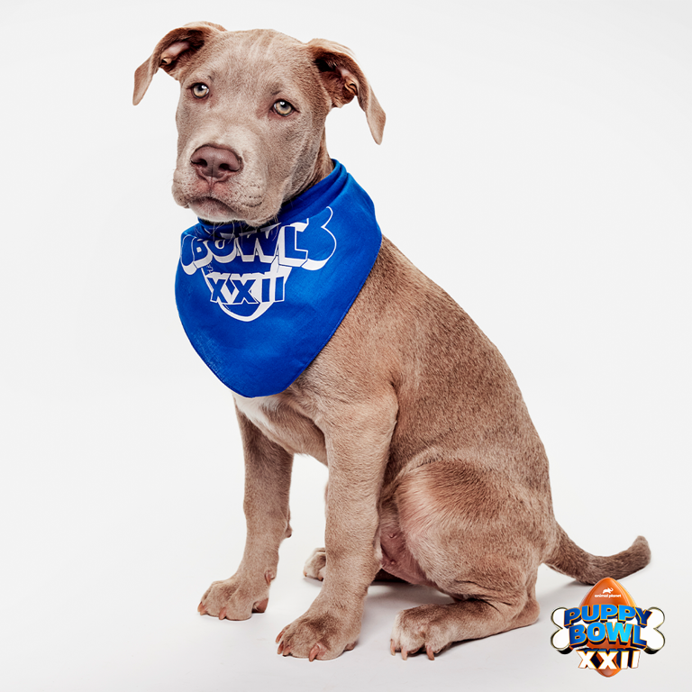 Where to watch Puppy Bowl 2026 featuring 4 Iowa rescue puppies