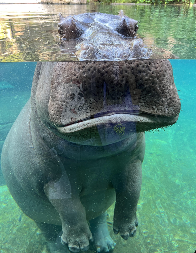20 extremely rare photos that'll completely alter your perception of ...