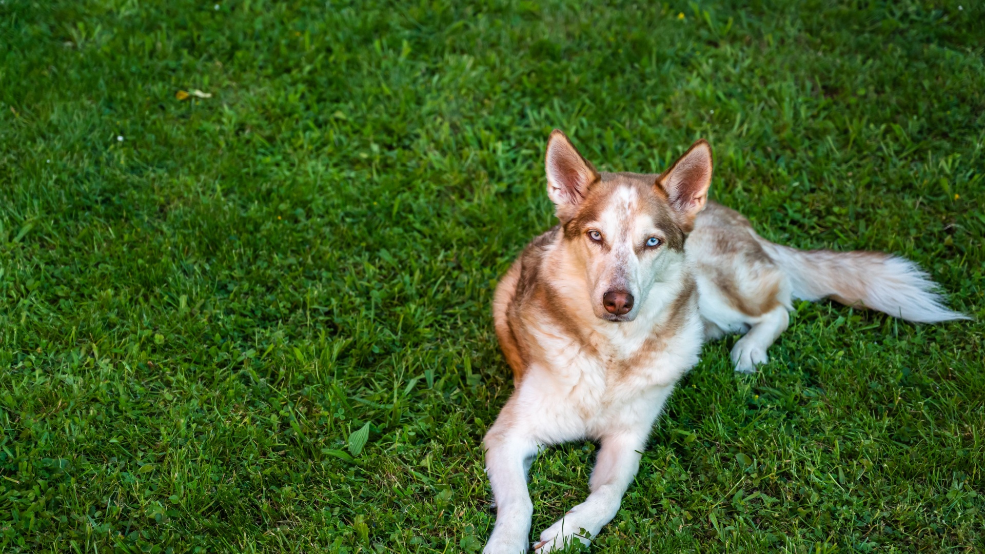 These dog breeds look like coyotes but make great pets