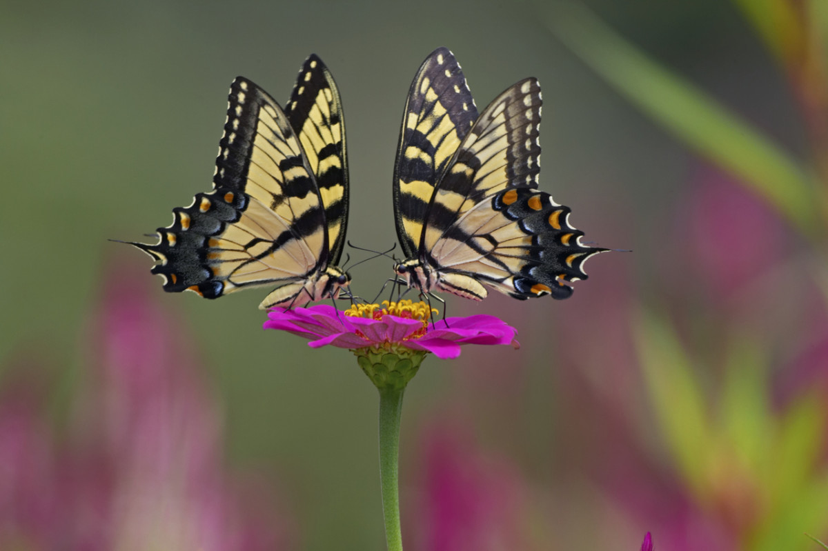 100+ butterfly names you'll love