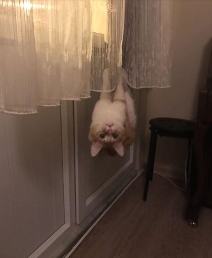 48 Times People Captured Their Cats Losing Their Single Brain Cell (Best Pics)