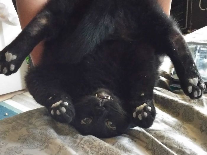 48 Times People Captured Their Cats Losing Their Single Brain Cell (Best Pics)