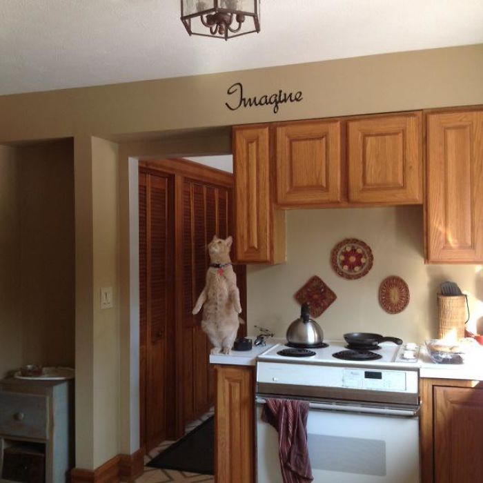 48 Times People Captured Their Cats Losing Their Single Brain Cell (Best Pics)