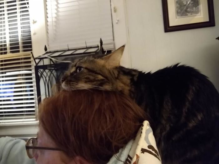 48 Times People Captured Their Cats Losing Their Single Brain Cell (Best Pics)