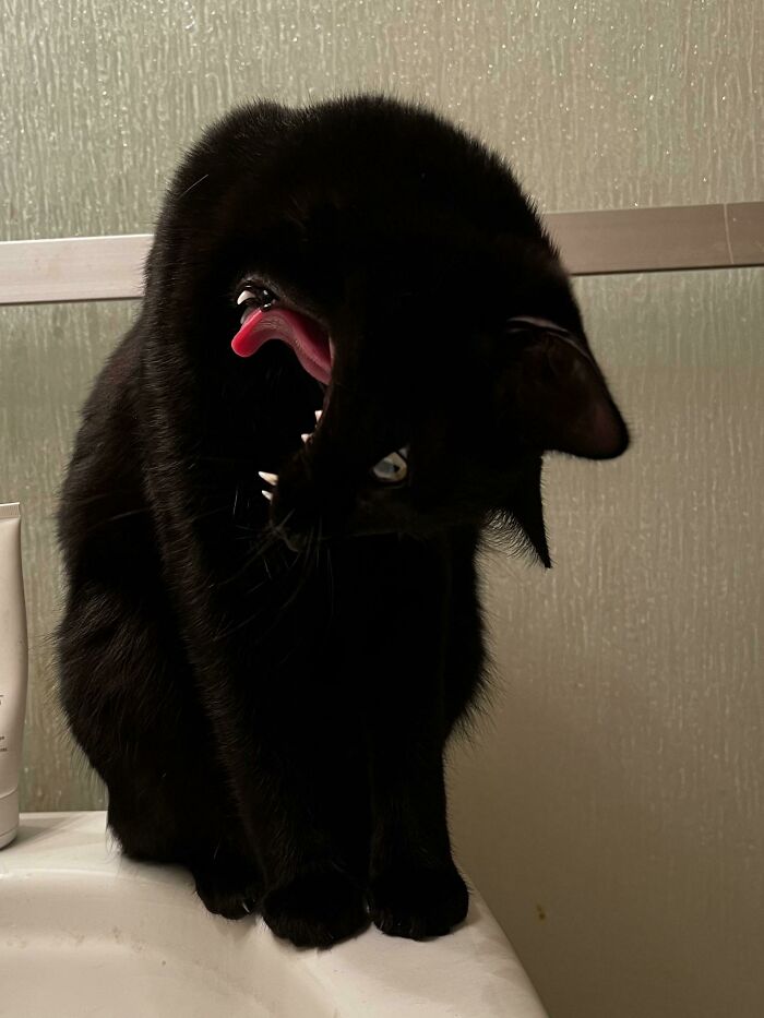48 Times People Captured Their Cats Losing Their Single Brain Cell (Best Pics)