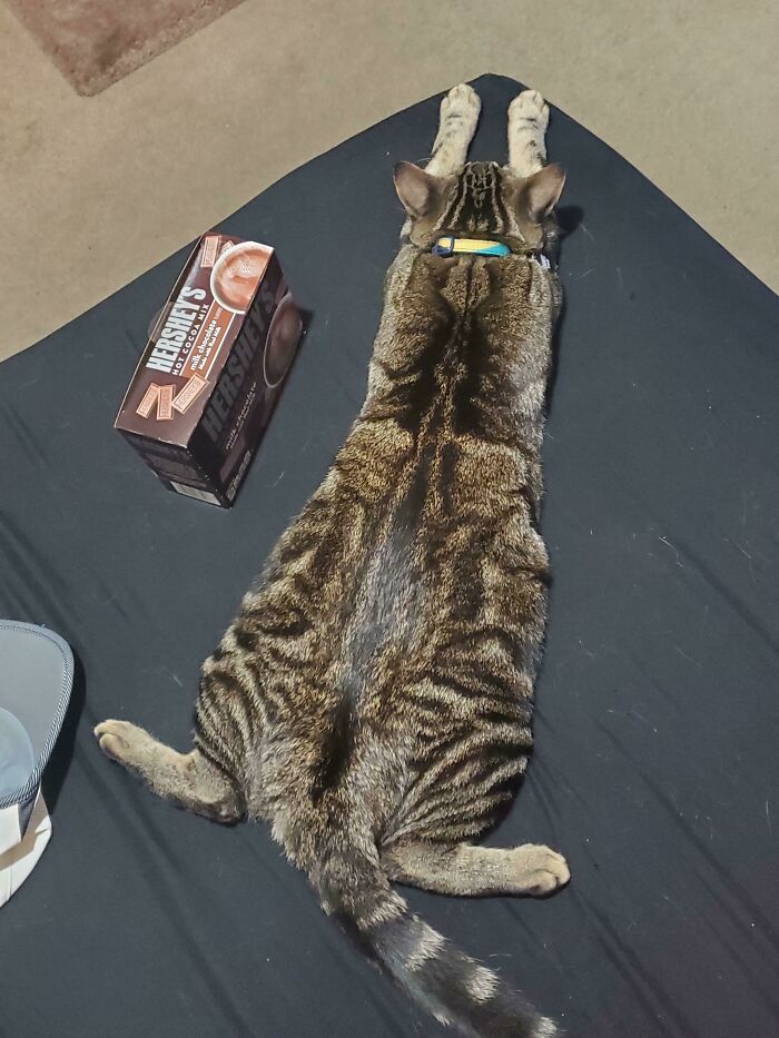 48 Times People Captured Their Cats Losing Their Single Brain Cell (Best Pics)