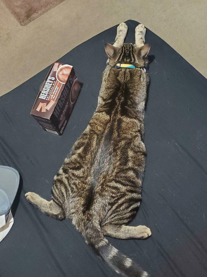 48 times people captured their cats losing their single brain cell ...