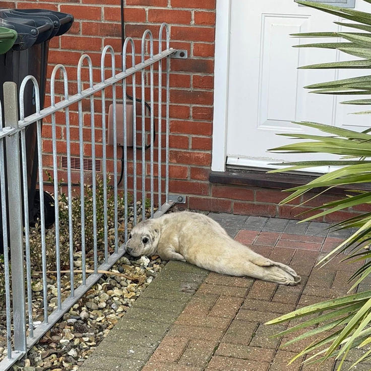 The pup, called Cold Call, took the postman by surprise in Gorleston, Norfolk - RSPCA
