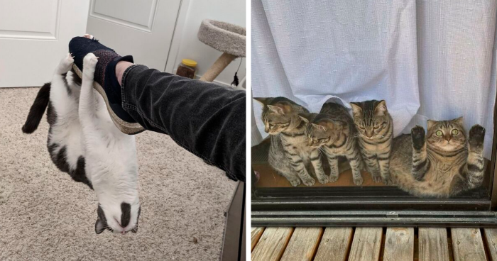 48 Times People Captured Their Cats Losing Their Single Brain Cell (Best Pics)