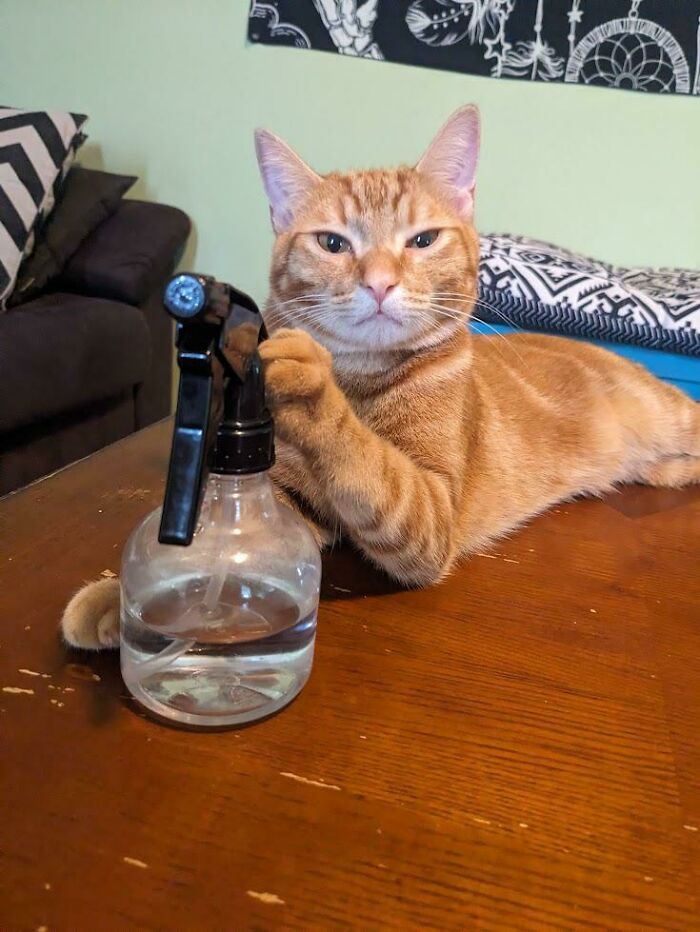 48 Times People Captured Their Cats Losing Their Single Brain Cell (Best Pics)