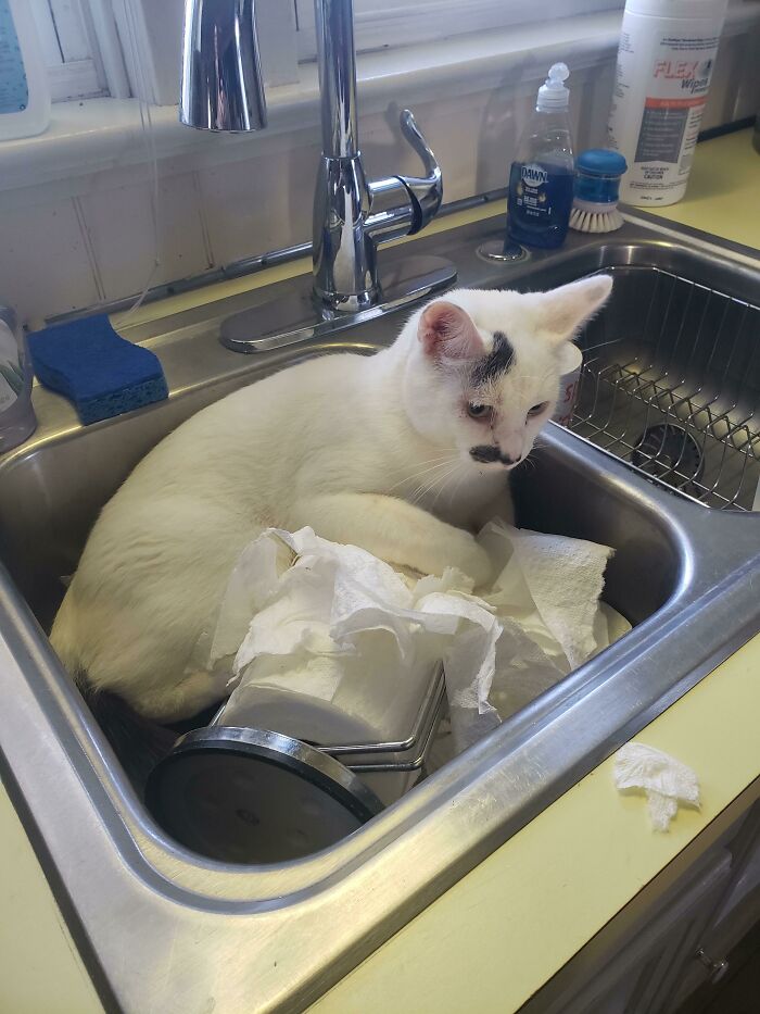 48 Times People Captured Their Cats Losing Their Single Brain Cell (Best Pics)