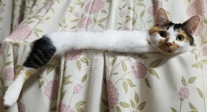 48 Times People Captured Their Cats Losing Their Single Brain Cell (Best Pics)