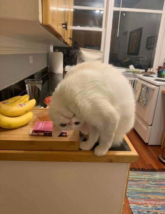 48 Times People Captured Their Cats Losing Their Single Brain Cell (Best Pics)