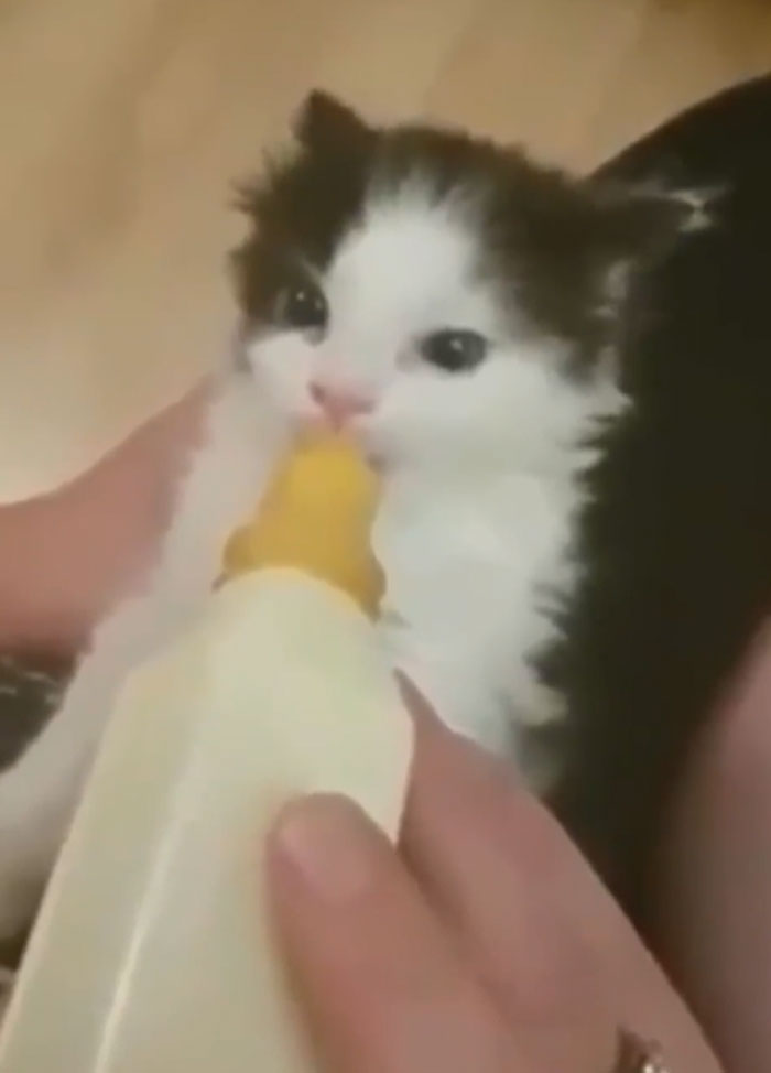 48 Times People Captured Their Cats Losing Their Single Brain Cell (Best Pics)