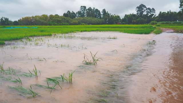 Farmers devastated as major flooding destroys vital crops — here's how ...
