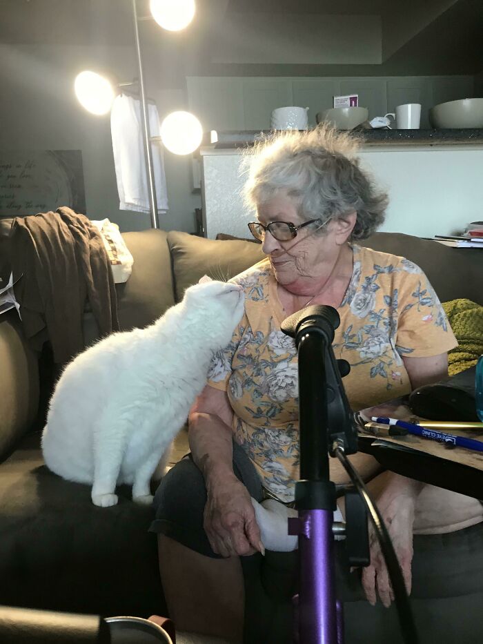 48 Times People Captured Their Cats Losing Their Single Brain Cell (Best Pics)