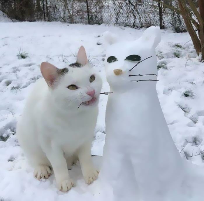 48 Times People Captured Their Cats Losing Their Single Brain Cell (Best Pics)