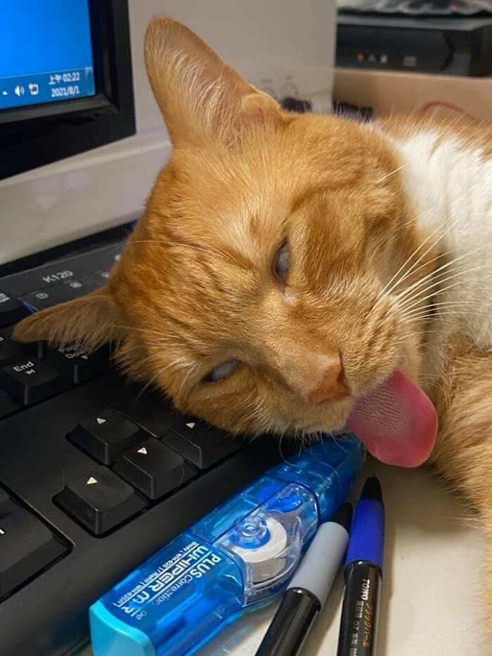 48 Times People Captured Their Cats Losing Their Single Brain Cell (Best Pics)