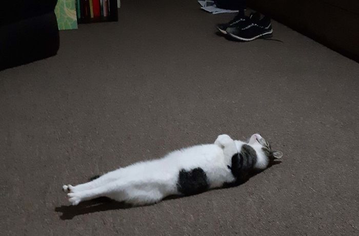 48 Times People Captured Their Cats Losing Their Single Brain Cell (Best Pics)
