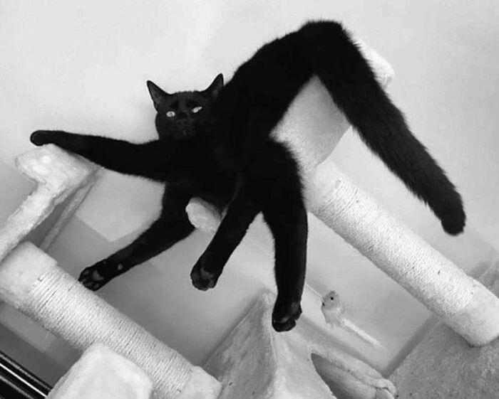 48 Times People Captured Their Cats Losing Their Single Brain Cell (Best Pics)