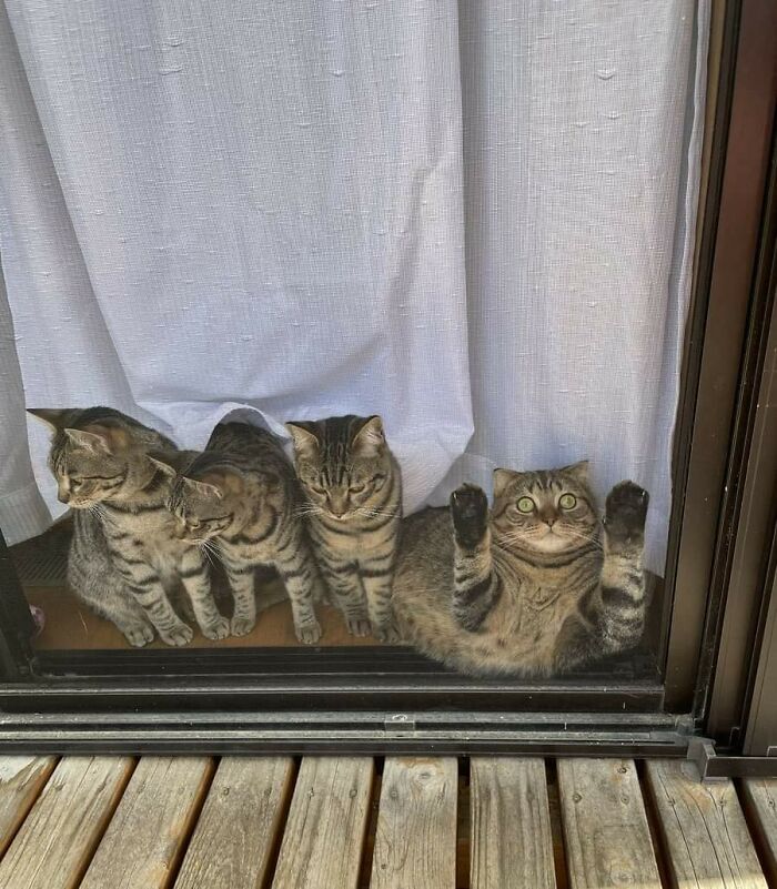 48 Times People Captured Their Cats Losing Their Single Brain Cell (Best Pics)