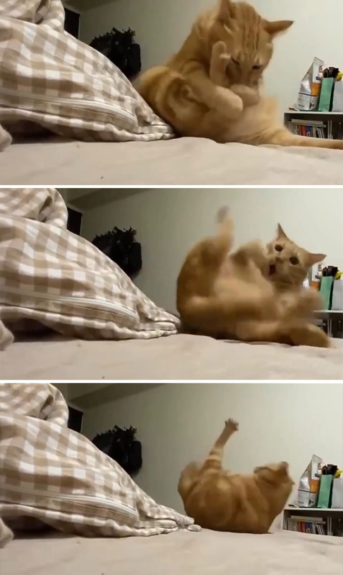 48 Times People Captured Their Cats Losing Their Single Brain Cell (Best Pics)