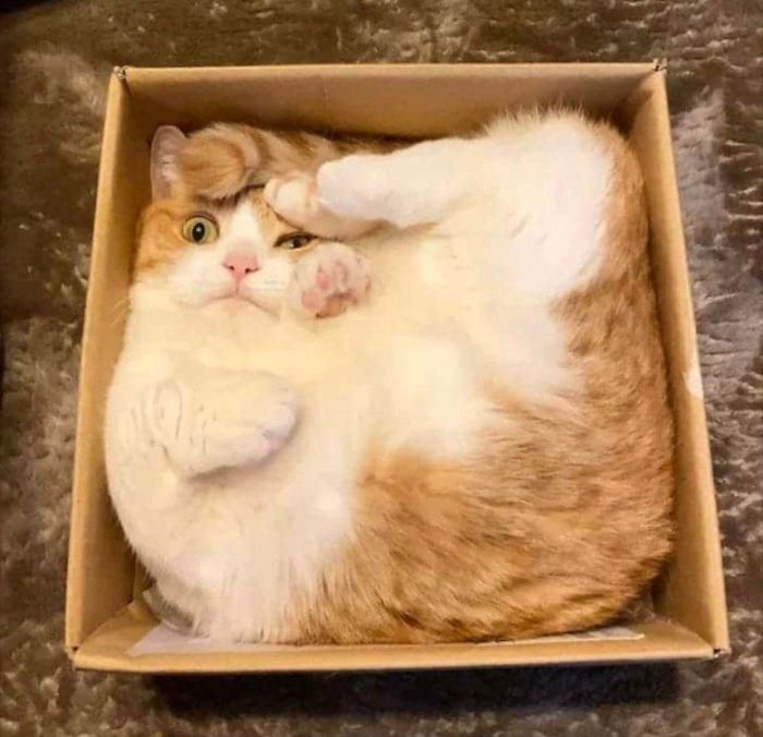 48 Times People Captured Their Cats Losing Their Single Brain Cell (Best Pics)