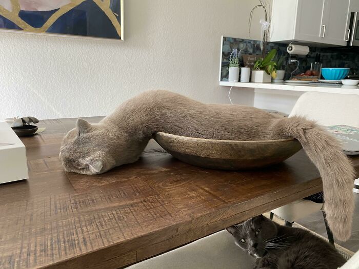 48 Times People Captured Their Cats Losing Their Single Brain Cell (Best Pics)