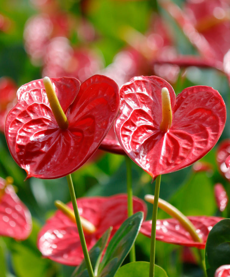 Your 'red peace lily' isn't what you think: it's actually an anthurium
