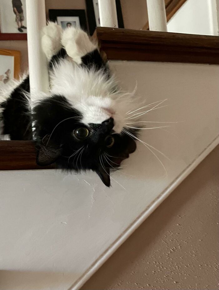 48 Times People Captured Their Cats Losing Their Single Brain Cell (Best Pics)