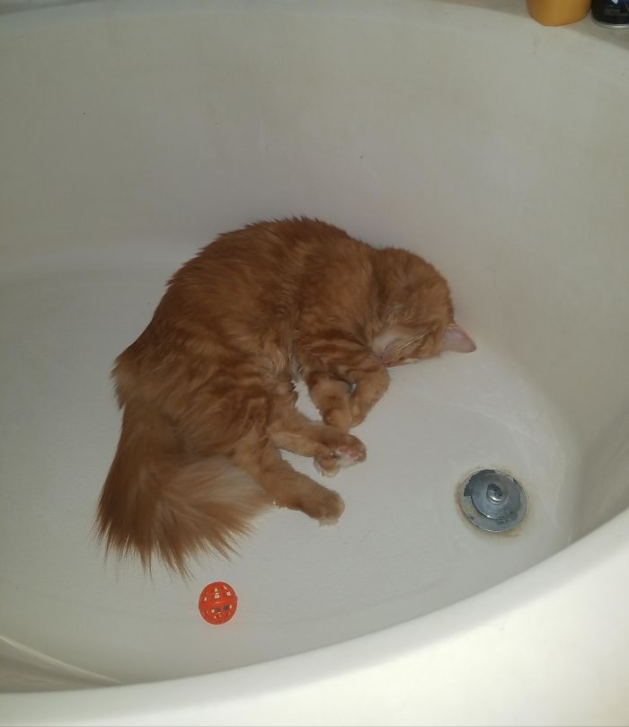 48 Times People Captured Their Cats Losing Their Single Brain Cell (Best Pics)