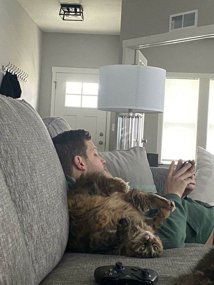 48 Times People Captured Their Cats Losing Their Single Brain Cell (Best Pics)