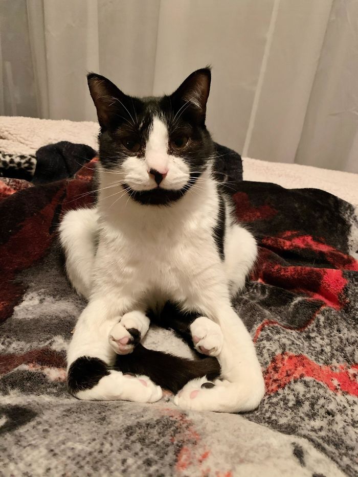 48 Times People Captured Their Cats Losing Their Single Brain Cell (Best Pics)
