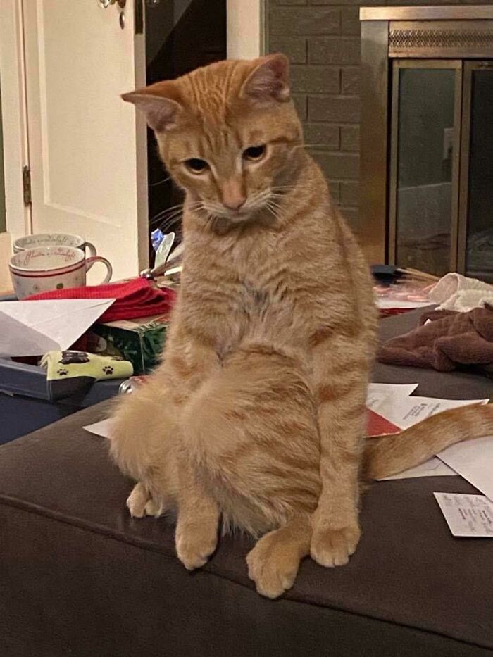 48 Times People Captured Their Cats Losing Their Single Brain Cell (Best Pics)