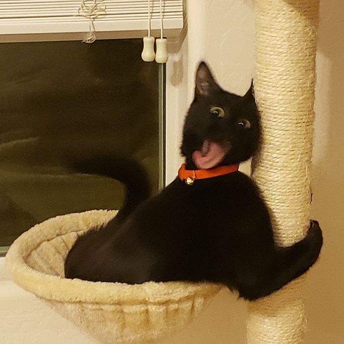 48 Times People Captured Their Cats Losing Their Single Brain Cell (Best Pics)