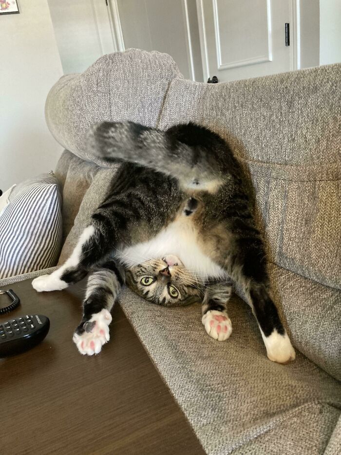 48 Times People Captured Their Cats Losing Their Single Brain Cell (Best Pics)