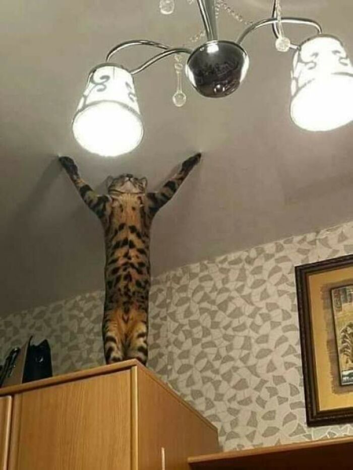48 Times People Captured Their Cats Losing Their Single Brain Cell (Best Pics)