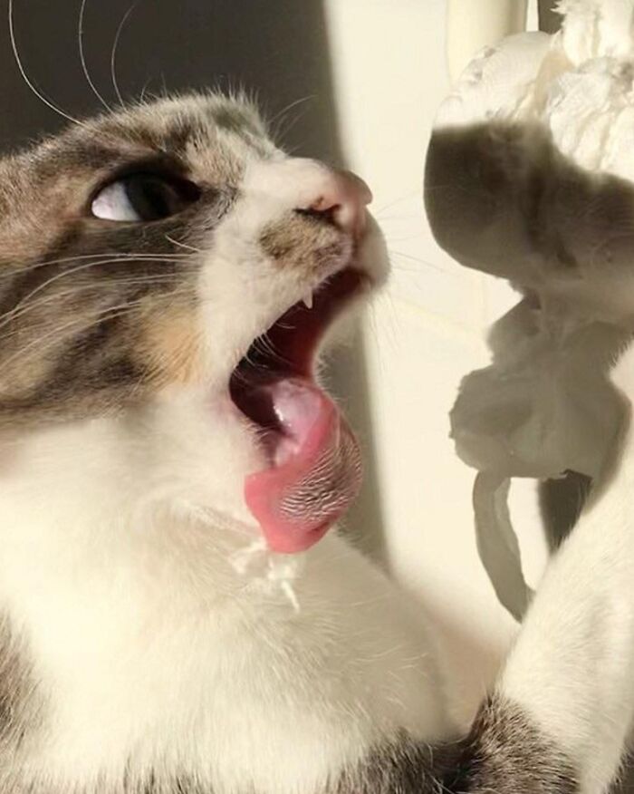 48 Times People Captured Their Cats Losing Their Single Brain Cell (Best Pics)