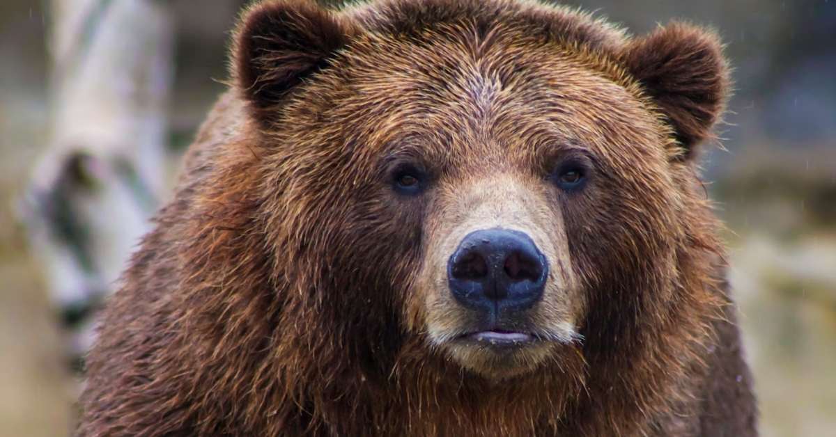 How facial recognition is helping ecologists monitor and conserve bear ...