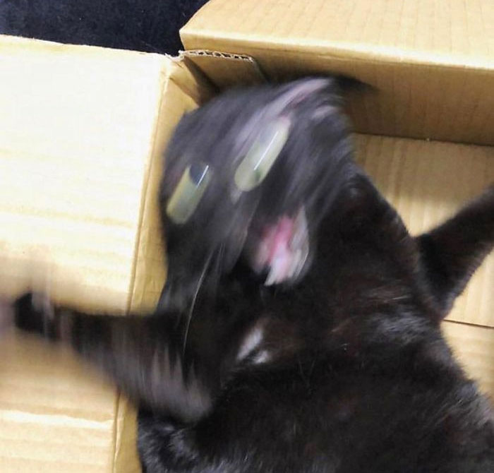 48 Times People Captured Their Cats Losing Their Single Brain Cell (Best Pics)