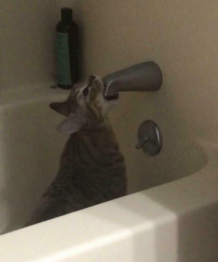 48 Times People Captured Their Cats Losing Their Single Brain Cell (Best Pics)