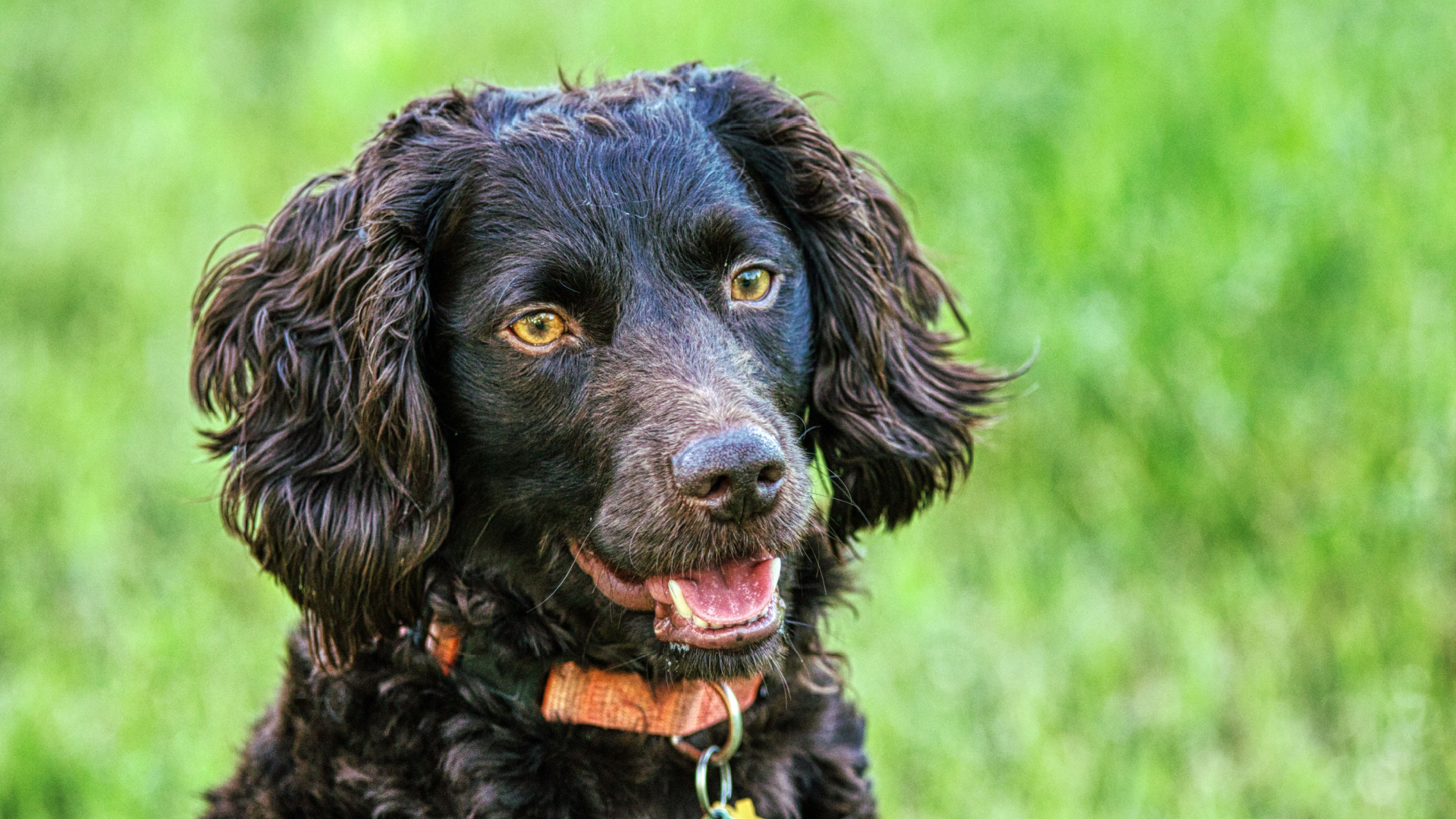 8 dog breeds that are on the brink of genetic collapse according to ...