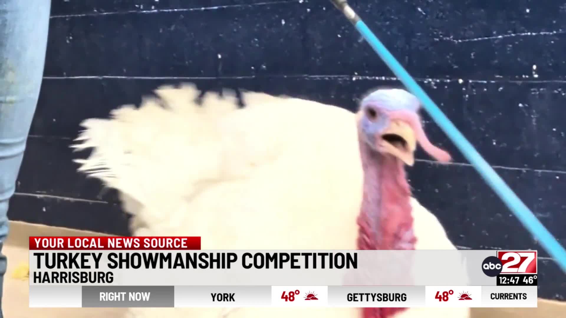 Turkey showmanship competition at the Pa. Farm Show