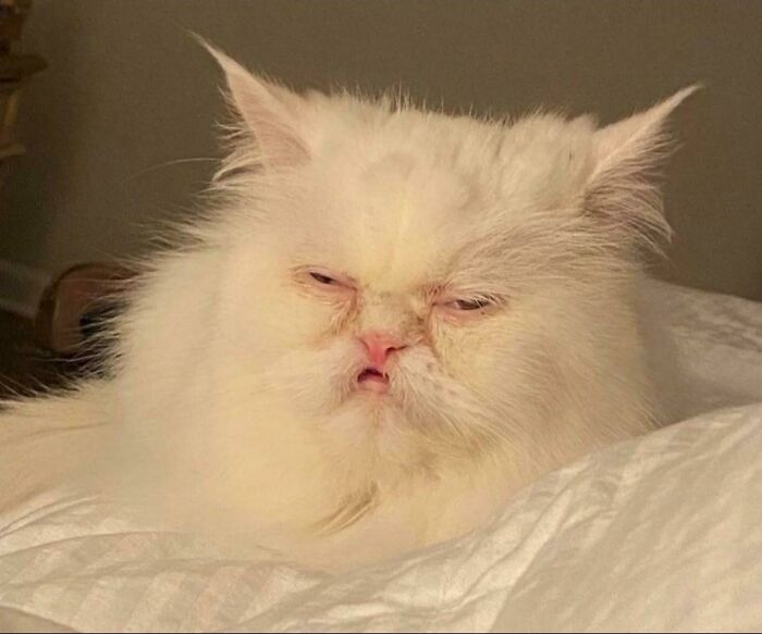 48 Times People Captured Their Cats Losing Their Single Brain Cell (Best Pics)