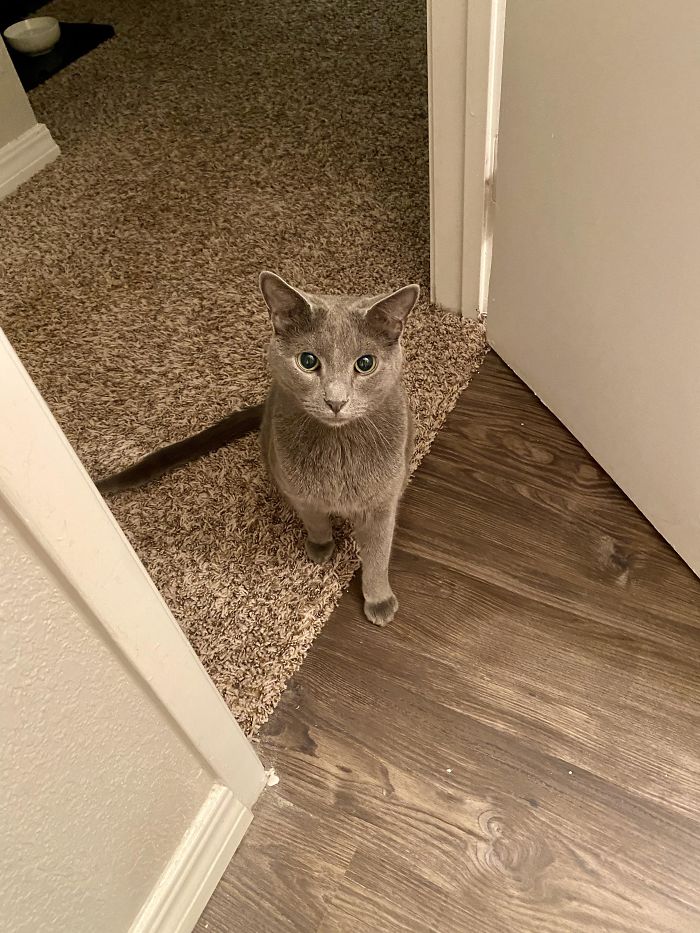 48 Times People Captured Their Cats Losing Their Single Brain Cell (Best Pics)