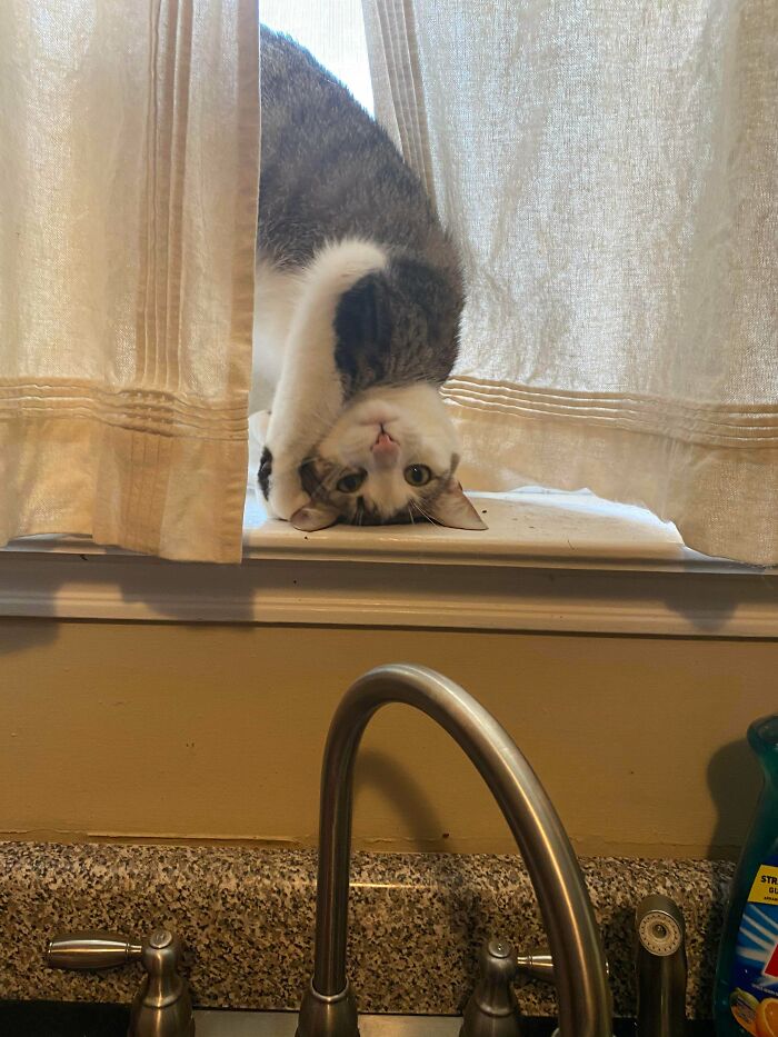48 Times People Captured Their Cats Losing Their Single Brain Cell (Best Pics)