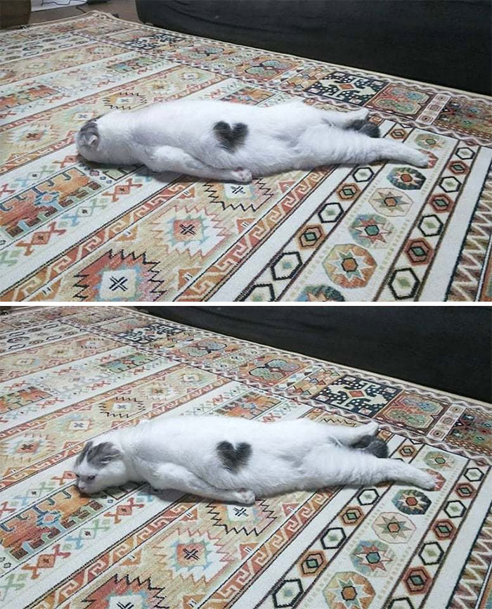 48 Times People Captured Their Cats Losing Their Single Brain Cell (Best Pics)