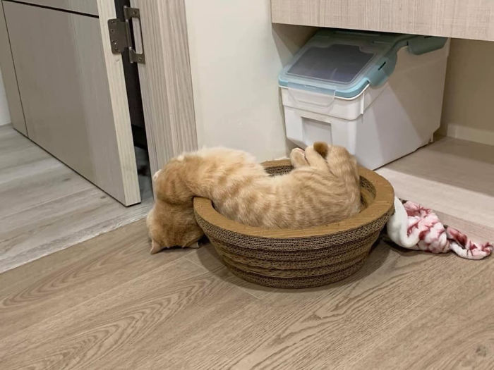 48 Times People Captured Their Cats Losing Their Single Brain Cell (Best Pics)